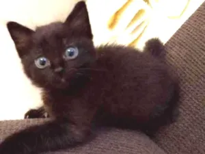 Gato raça SRD idade Abaixo de 2 meses nome Sem nome