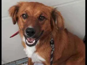 Cachorro raça Srd idade 7 a 11 meses nome Amora