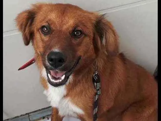 Cachorro ra a Srd idade 7 a 11 meses nome Amora