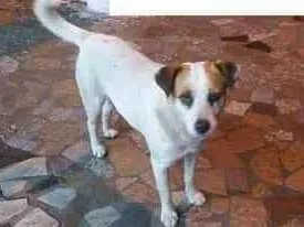 Cachorro raça SRD idade 1 ano nome BRANCO