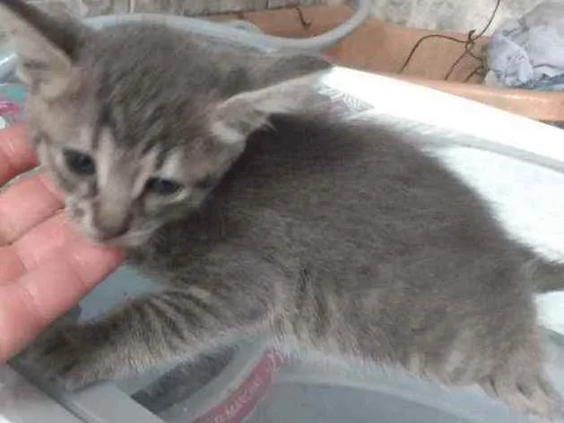 Gato ra a SRD idade Abaixo de 2 meses nome Sem nome