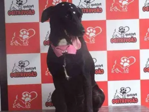 Cachorro raça Labralata idade 1 ano nome Pretinha