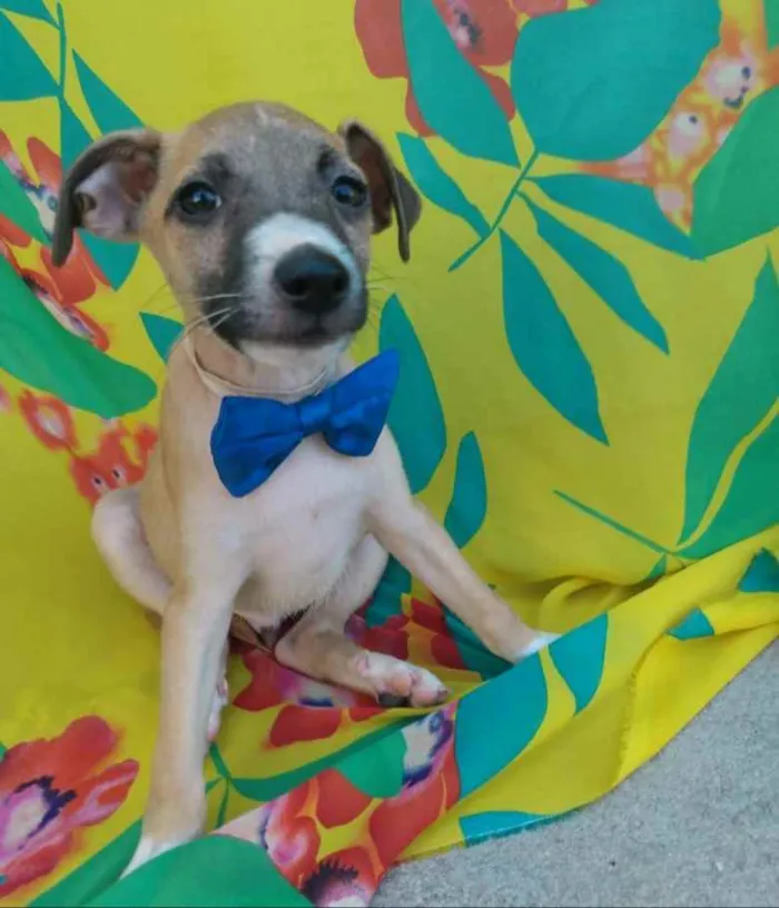 Cachorro ra a SEM RAÇA DEFINIDA.  idade 2 a 6 meses nome SEM NOME.