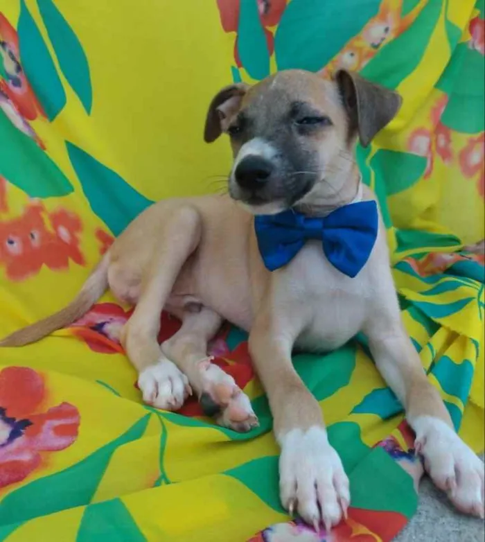 Cachorro ra a SEM RAÇA DEFINIDA.  idade 2 a 6 meses nome SEM NOME.