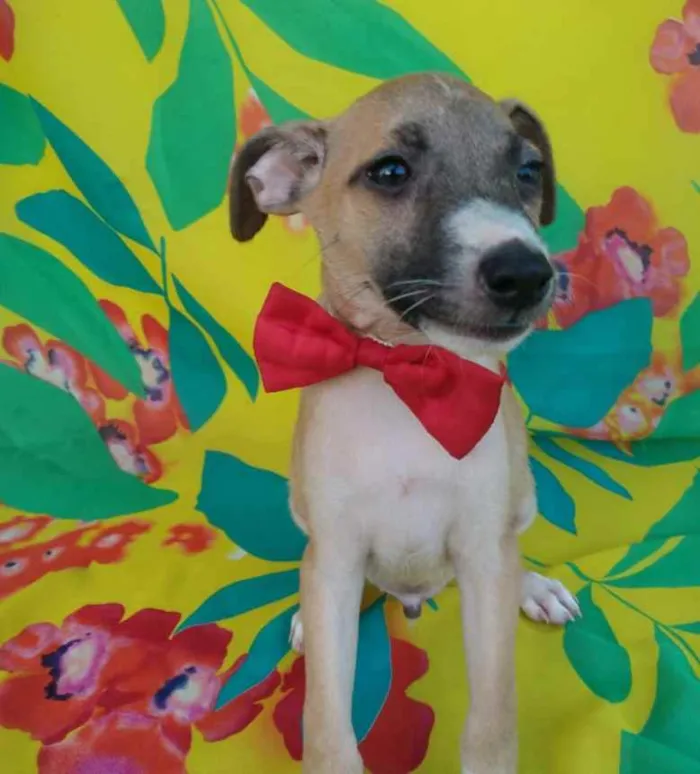 Cachorro ra a SEM RAÇA DEFINIDA.  idade 2 a 6 meses nome SEM NOME.