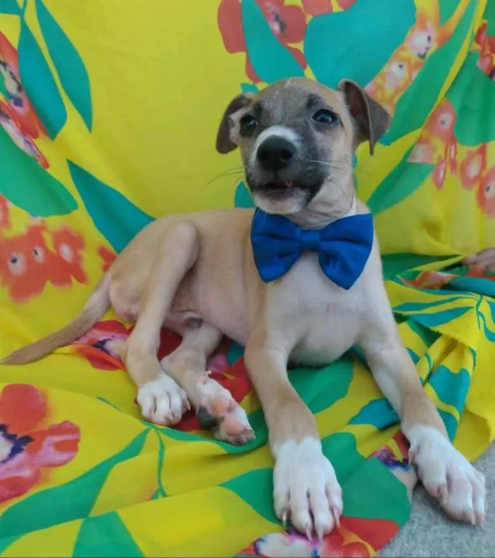 Cachorro ra a SEM RAÇA DEFINIDA.  idade 2 a 6 meses nome SEM NOME.