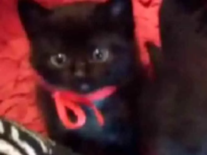 Gato ra a SRD idade Abaixo de 2 meses nome Sem nome