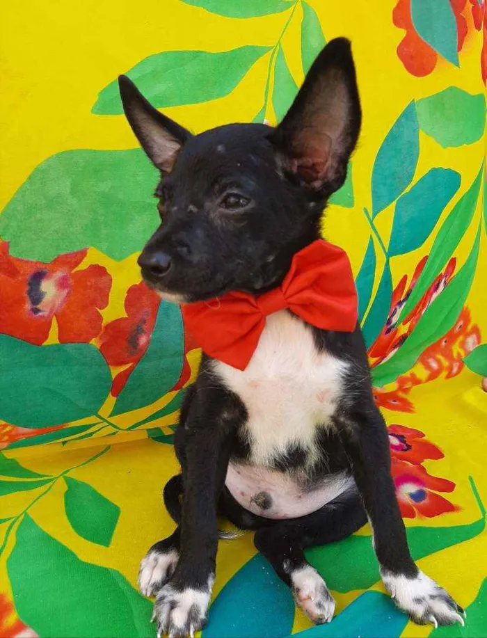 Cachorro ra a SEM RAÇA DEFINIDA.  idade 2 a 6 meses nome SEM NOME.