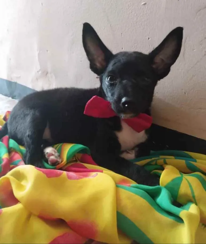 Cachorro ra a SEM RAÇA DEFINIDA.  idade 2 a 6 meses nome SEM NOME.