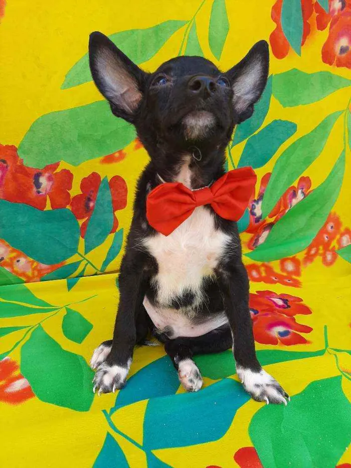 Cachorro ra a SEM RAÇA DEFINIDA.  idade 2 a 6 meses nome SEM NOME.
