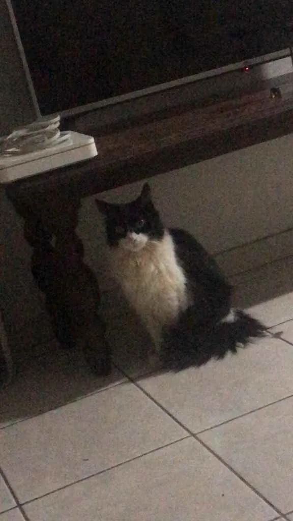 Gato ra a S/r idade 4 anos nome Lindinha