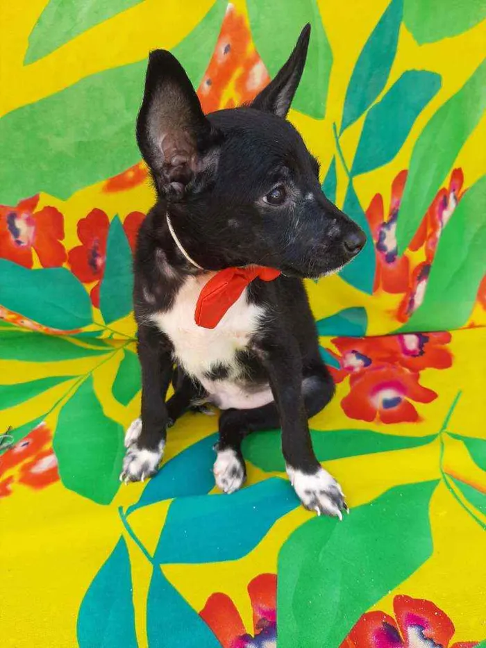 Cachorro ra a SEM RAÇA DEFINIDA.  idade 2 a 6 meses nome SEM NOME.