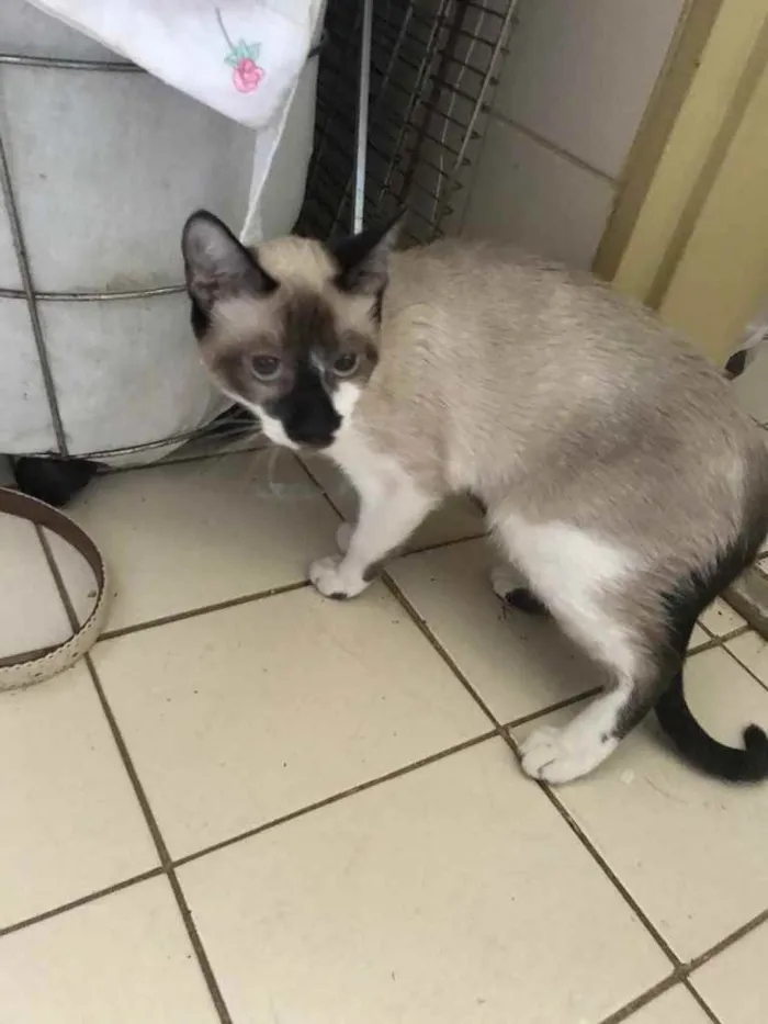 Gato ra a S/r idade 7 a 11 meses nome Não sei 