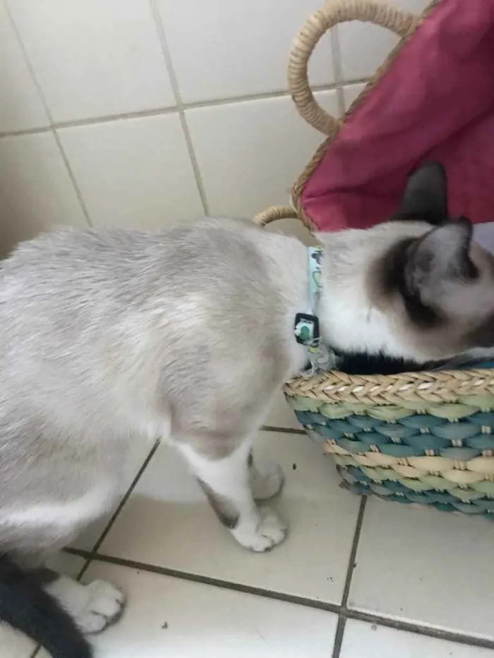 Gato ra a S/r idade 7 a 11 meses nome Não sei 