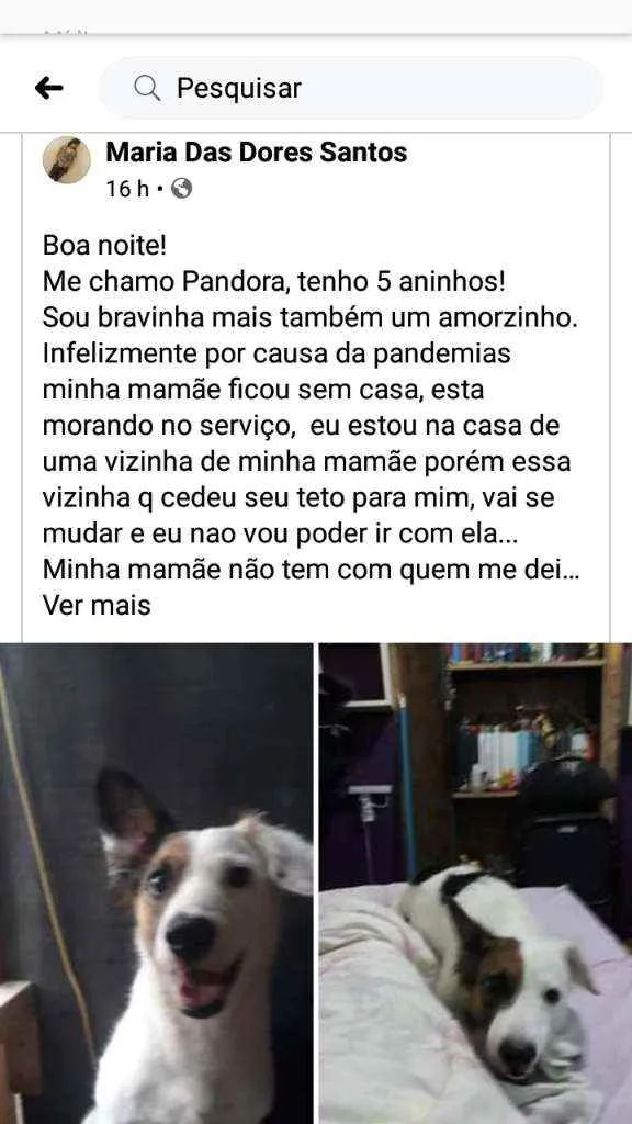 Cachorro ra a sem raça definida vira lata  idade 5 anos nome pandora 