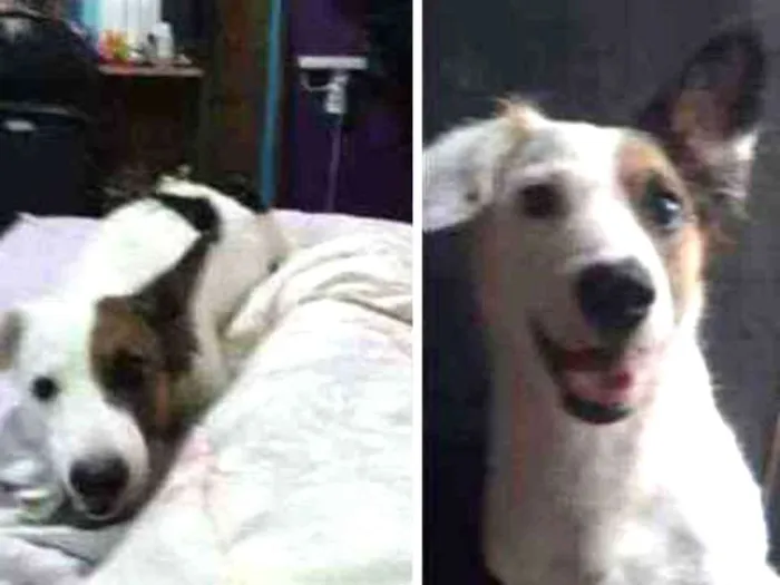 Cachorro ra a sem raça definida vira lata  idade 5 anos nome pandora 