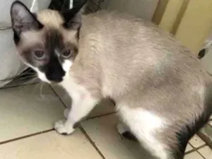 Gato raça S/r idade 7 a 11 meses nome Não sei 