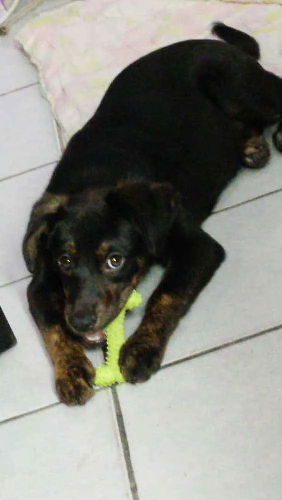 Cachorro ra a SRD idade 2 a 6 meses nome Luna