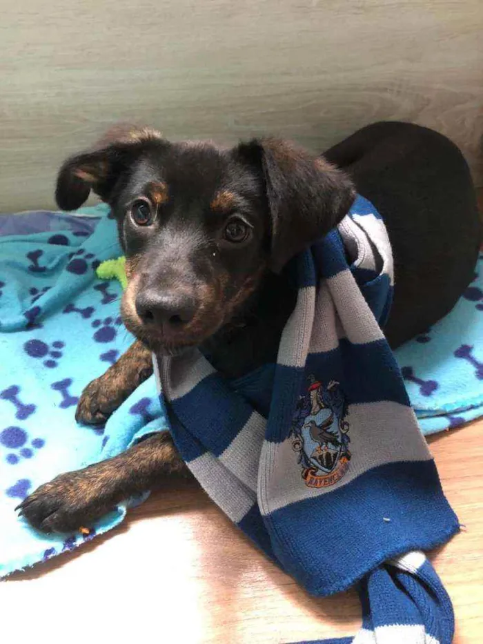 Cachorro ra a SRD idade 2 a 6 meses nome Luna