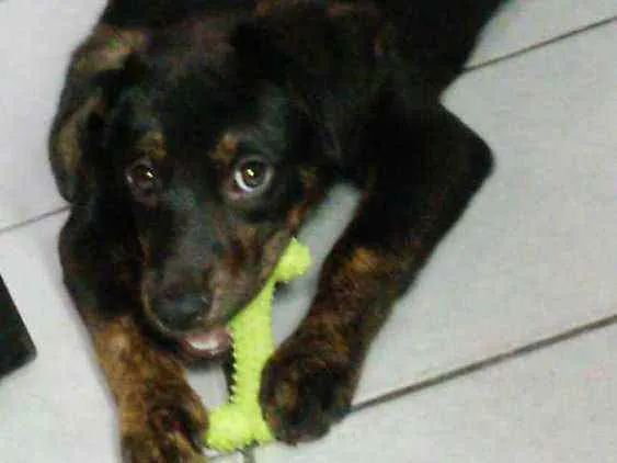 Cachorro ra a SRD idade 2 a 6 meses nome Luna