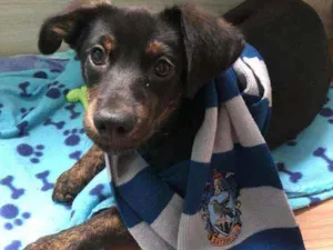 Cachorro raça SRD idade 2 a 6 meses nome Luna