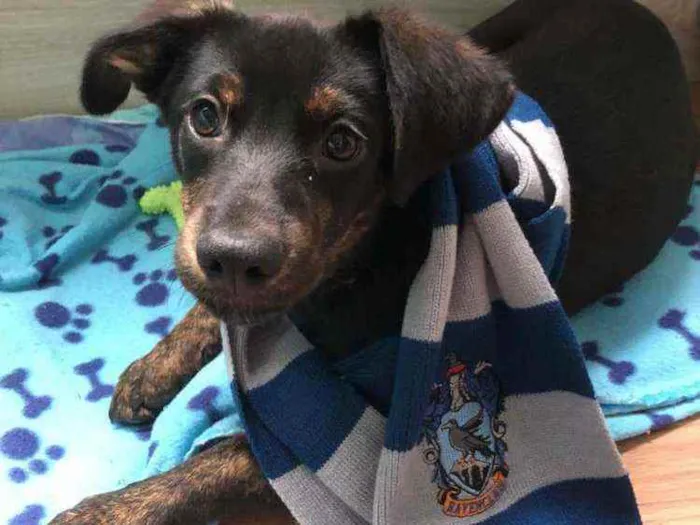 Cachorro ra a SRD idade 2 a 6 meses nome Luna