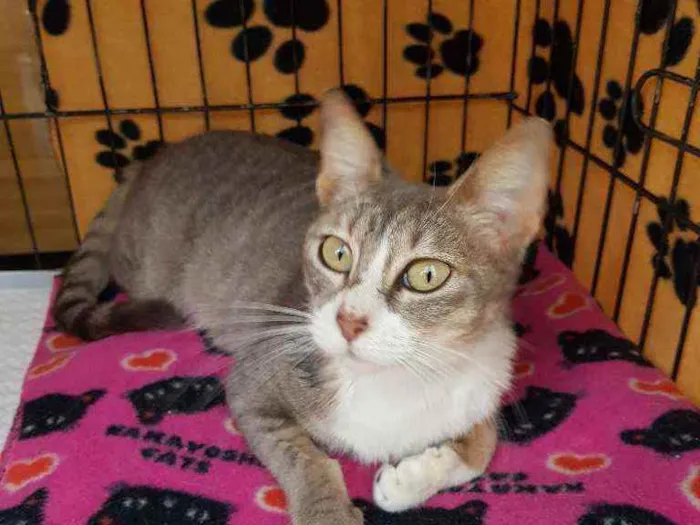 Gato raça SRD idade 1 ano nome Romana