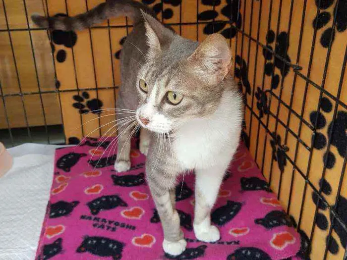 Gato raça SRD idade 1 ano nome Romana