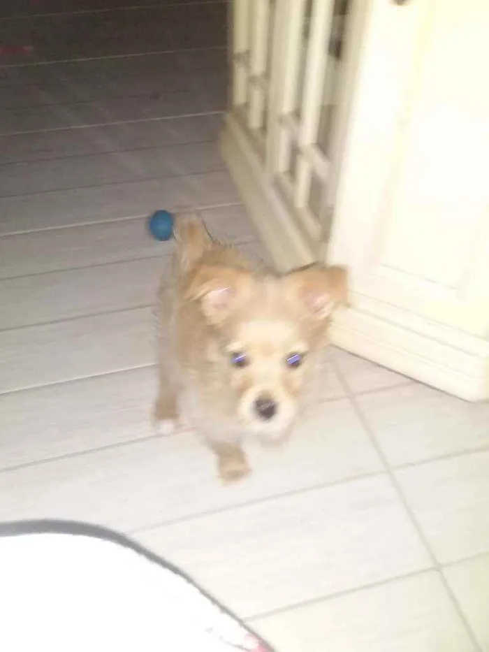 Cachorro ra a Spitz com chihuahua  idade 2 a 6 meses nome Pin