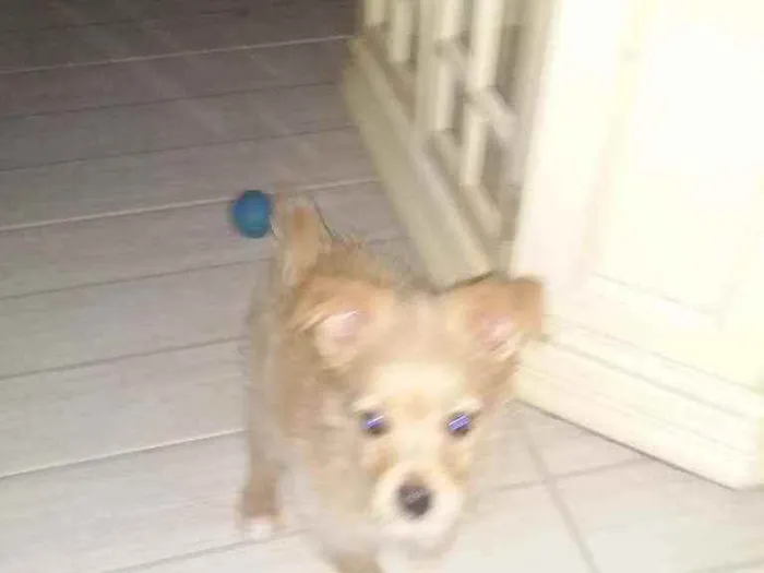 Cachorro ra a Spitz com chihuahua  idade 2 a 6 meses nome Pin