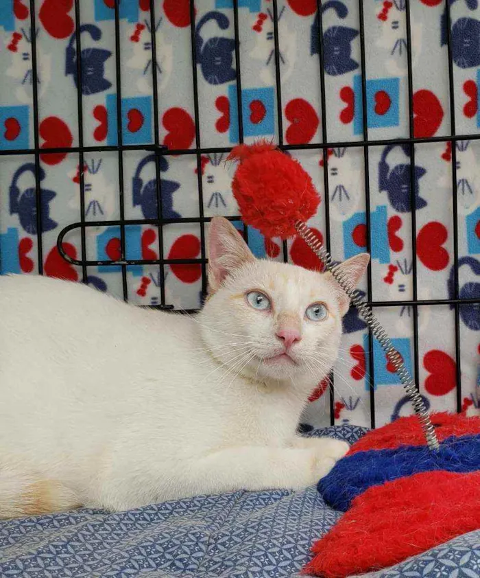 Gato ra a Srd idade 1 ano nome Galileu