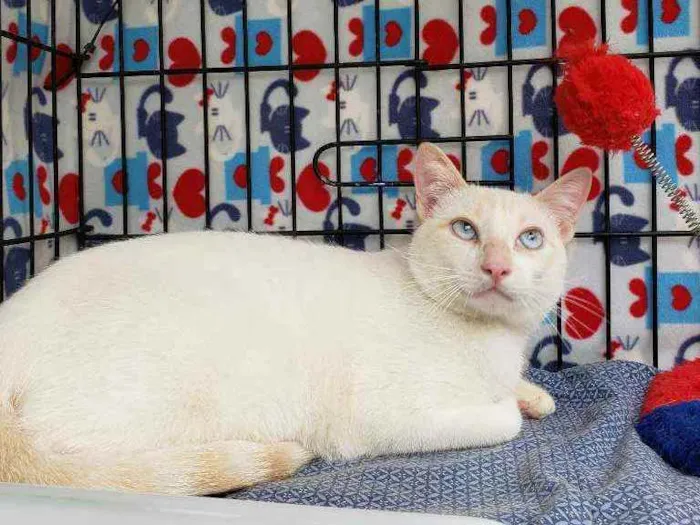 Gato ra a Srd idade 1 ano nome Galileu