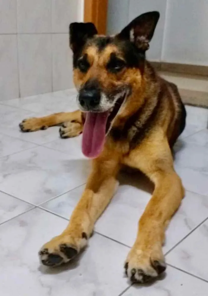 Cachorro ra a Srd idade 5 anos nome Tropeço