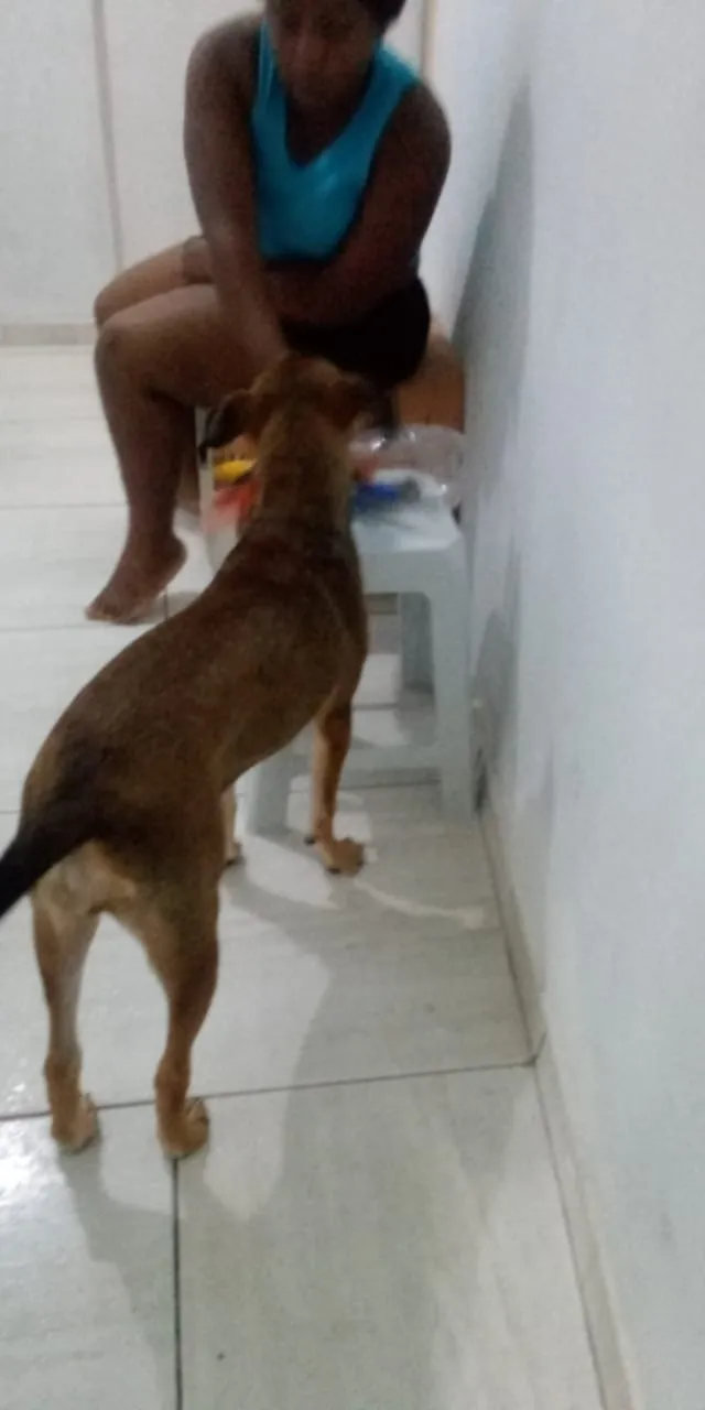 Cachorro ra a Viralata misturada com cão de  idade 2 a 6 meses nome Florzinha