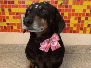 Cachorro raça Basset-Cofap idade 6 ou mais anos nome Penelope