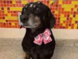 Penelope
