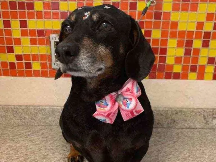 Cachorro ra a Basset-Cofap idade 6 ou mais anos nome Penelope