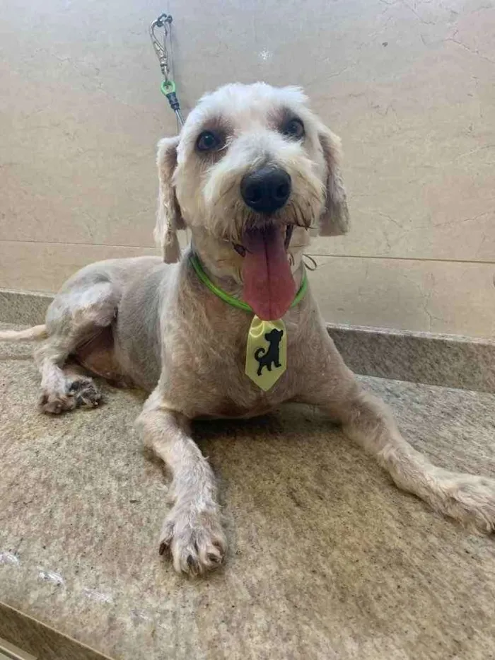 Cachorro ra a Poodle  idade 4 anos nome Foca