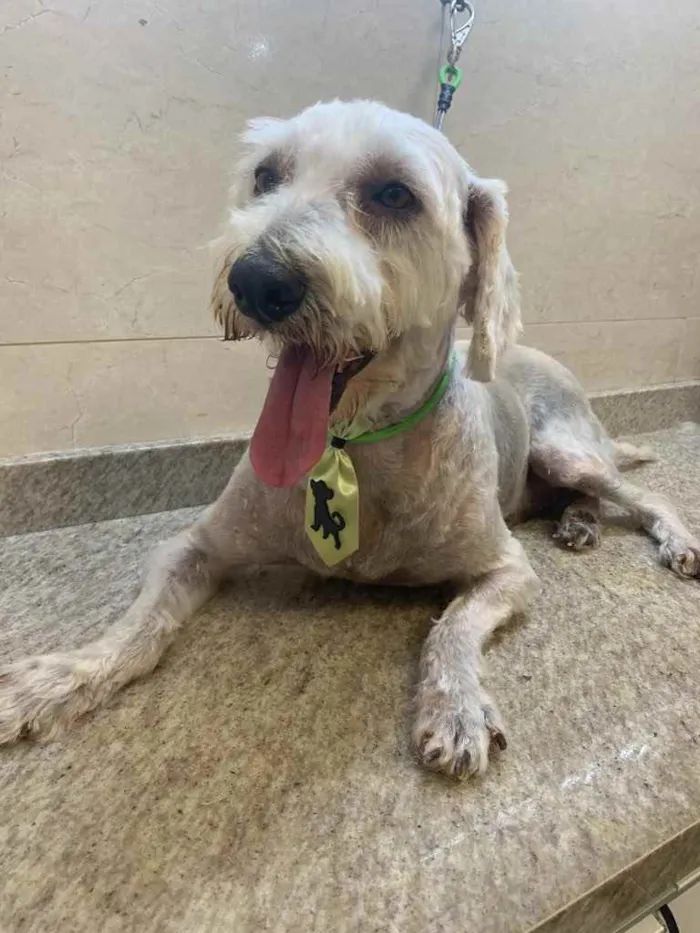 Cachorro ra a Poodle  idade 4 anos nome Foca