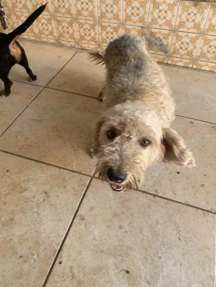 Cachorro ra a Poodle  idade 4 anos nome Foca