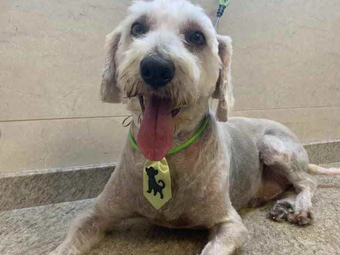 Cachorro ra a Poodle  idade 4 anos nome Foca