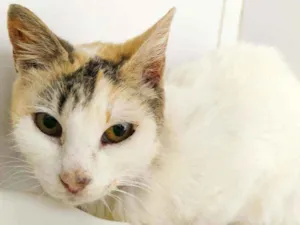Gato raça srd idade 3 anos nome Tricolor