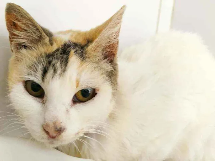 Gato ra a srd idade 3 anos nome Tricolor