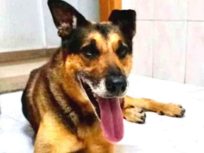 Cachorro ra a Srd idade 5 anos nome Tropeço