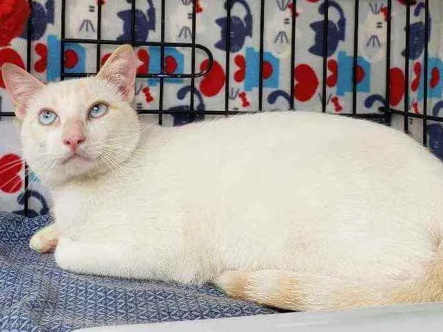 Gato ra a Srd idade 1 ano nome Galileu