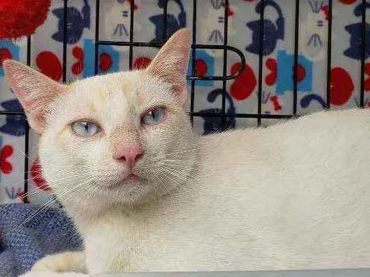 Gato ra a Srd idade 1 ano nome Galileu
