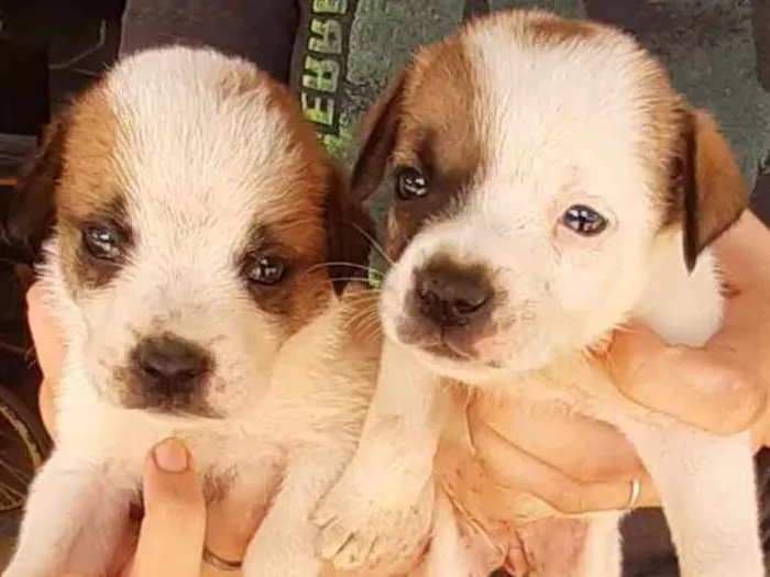 Cachorro ra a Sem raça definida  idade Abaixo de 2 meses nome Sem nome 