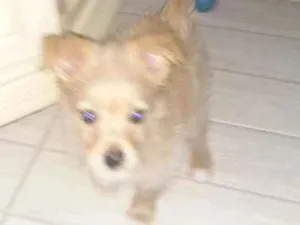 Cachorro raça Spitz com chihuahua  idade 2 a 6 meses nome Pin