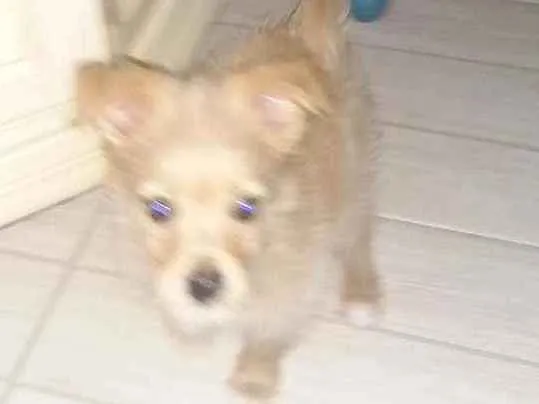 Cachorro ra a Spitz com chihuahua  idade 2 a 6 meses nome Pin