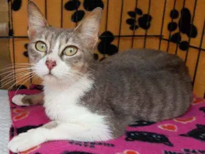 Gato raça SRD idade 1 ano nome Romana